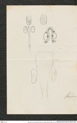 Nachlass Franz Steindachner, Brief von William Kitchen Parker an Franz Steindachner (20.07.1929), Inv.Nr. 383.01, Seite 2